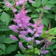 vivace_ASTILBE_AREND_AMETHYST_2.jpg