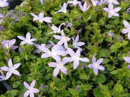 vivace_CAMPANULA_BELL_BLUE_GOWN.jpg