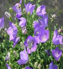 vivace_CAMPANULA_CARP_BLUE_CLIPS_2.jpg