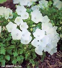 vivace_CAMPANULA_CARP_WHITE_CLIPS.jpg