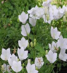 vivace_CAMPANULA_CARP_WHITE_CLIPS_2.jpg