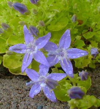 vivace_CAMPANULA_GARG_DICKSON__S_GOLD.jpg