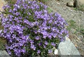 vivace_CAMPANULA_MURALIS.jpg