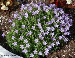 vivace_CAMPANULA_MURALIS_2.jpg