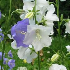 vivace_CAMPANULA_PERSICIFOLIA.jpg