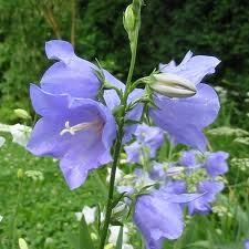 vivace_CAMPANULA_PERSICIFOLIA_2.jpg