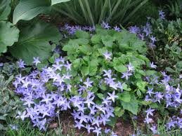 vivace_CAMPANULA_POSCHARSKYANA_BLUE_WATERFALL.jpg