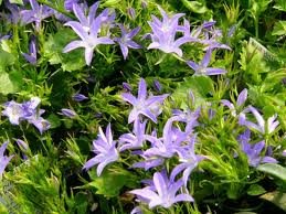 vivace_CAMPANULA_POSCHARSKYANA_BLUE_WATERFALL_2.jpg