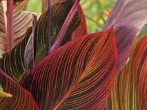 vivace_CANNA_AFRICAN_SUNSET.jpg