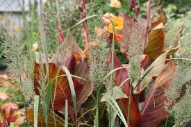 vivace_CANNA_AFRICAN_SUNSET_2.jpg