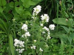 vivace_campanula_glomerata_alba.jpg