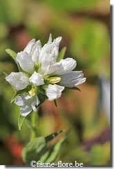 vivace_campanula_glomerata_alba_2.jpg