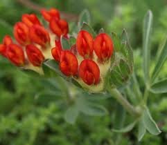 ANTHYLLIS_VULNERARIA_COCCINEA.jpg