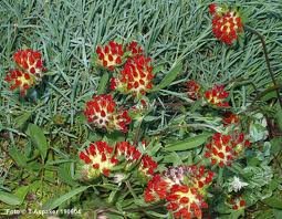 ANTHYLLIS_VULNERARIA_COCCINEA_2.jpg