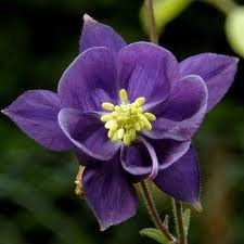 AQUILEGIA_ALPINA.jpg