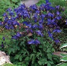 AQUILEGIA_ALPINA_2.jpg