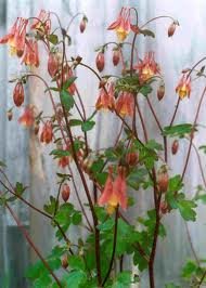 AQUILEGIA_CANADENSIS.jpg