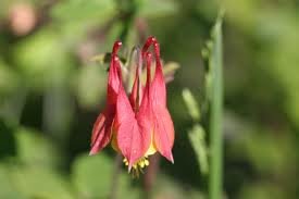 AQUILEGIA_CANADENSIS_2.jpg