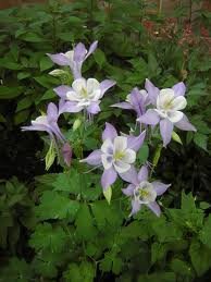 AQUILEGIA_ORIGAMI_BLEU_et_BLANC.jpg