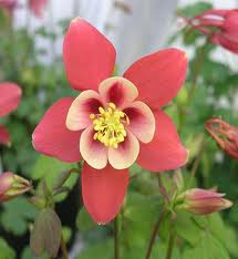 AQUILEGIA_ORIGAMI_ROUGE_ET_BLANC.png