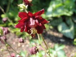 AQUILEGIA_VULGARIS_VAR_RUBY_PORT.jpg