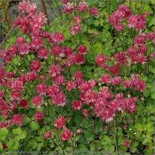 AQUILEGIA_VULGARIS_VAR_RUBY_PORT_2.jpg