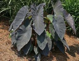 vivace_COLOCASIA_BLACK_MAGIC.jpg