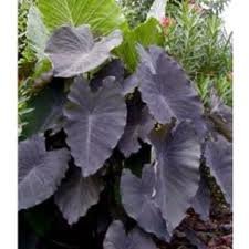 vivace_COLOCASIA_BLACK_MAGIC_2.jpg