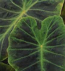 vivace_COLOCASIA_ESCULENTA_IMPERIAL.jpg