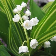 vivace_CONVALLARIA_MAJALIS.jpg