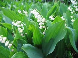 vivace_CONVALLARIA_MAJALIS_2.jpg