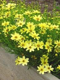 vivace_COREOPSIS_CR__ME_BR__L__E.jpg