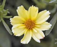 vivace_COREOPSIS_CR__ME_BR__L__E_2.jpg