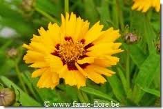 vivace_COREOPSIS_GRAND_EARLY_SUNRISE.jpg