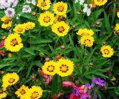 vivace_COREOPSIS_GRAND_EARLY_SUNRISE_2.jpg