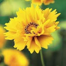 vivace_COREOPSIS_GRAND_SUNRAY.jpg