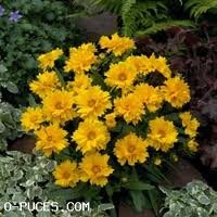 vivace_COREOPSIS_GRAND_SUNRAY_2.jpg