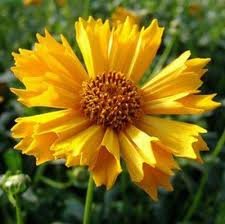 vivace_COREOPSIS_JETHRO_TULL.jpg