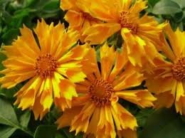 vivace_COREOPSIS_JETHRO_TULL_2.jpg