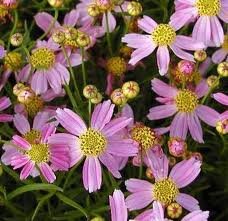 vivace_COREOPSIS_ROSEA.jpg