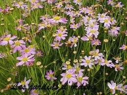 vivace_COREOPSIS_ROSEA_2.jpg