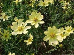 vivace_COREOPSIS_VERT_MOONBEAM.jpg