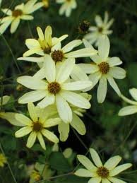 vivace_COREOPSIS_VERT_MOONBEAM_2.jpg