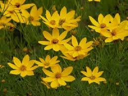 vivace_COREOPSIS_VERT_ZAGREB.jpg