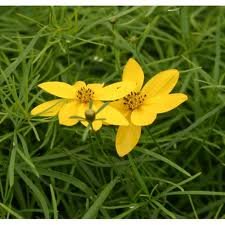 vivace_COREOPSIS_VERT_ZAGREB_2.jpg