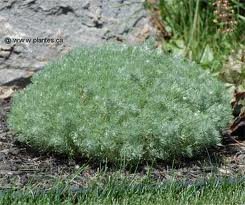 vivace_ARTEMISIA_SCHM_SILVER_MOUND.jpg