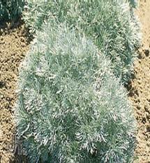 vivace_ARTEMISIA_SCHM_SILVER_MOUND_2.jpg