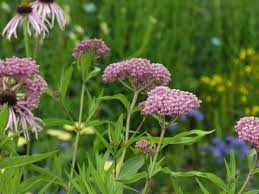 vivace_ASCLEPIAS_INCARNATA.jpg