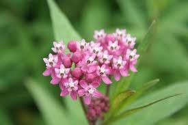 vivace_ASCLEPIAS_INCARNATA_2.jpg