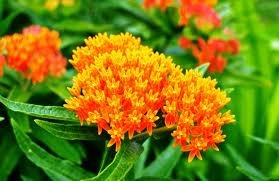 vivace_ASCLEPIAS_TUBEROSA.jpg